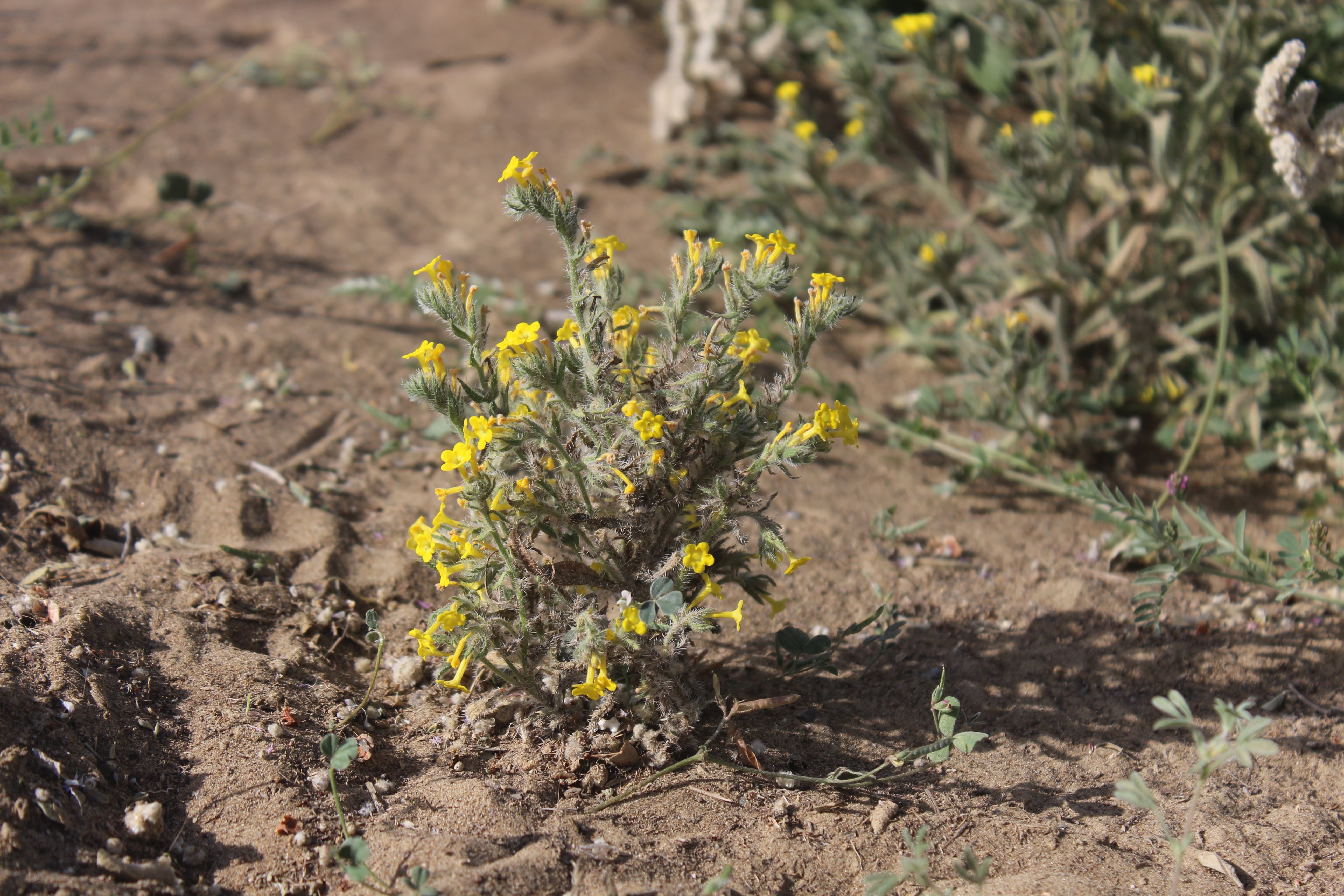 Plant Image